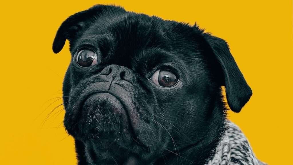 Non, aucun chien n’est totalement hypoallergénique Non, aucun chien n’est totalement hypoallergénique