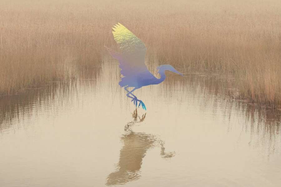 Critique de L’oiseau de pluie | À la croisée du merveilleux et de la cruauté