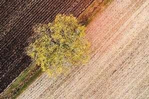 Critique de Les champs penchés | Beauté âpre