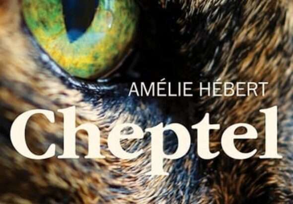 «Cheptel», Amélie Hébert