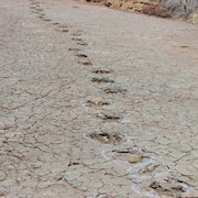 Une longue piste d'empreintes découverte au Brésil.