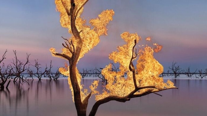 Couverture du roman montrant un arbre nu en train de brûler, submergé dans l'eau jusqu'au haut du tronc.