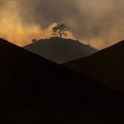 Un arbre, seul, demeure au sommet d'une colline malgré l'incendie Kenneth qui ravage les collines de West Hills, à Los Angeles.