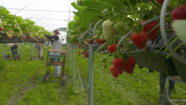 Une production de fraises en haute densité hors du sol.