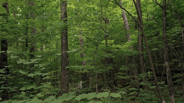 Forêt de jeunes arbres feuillus.