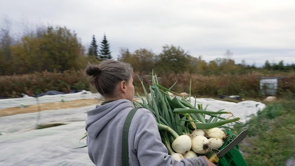 Une femme transporte un panier plein d'oignons à côté d'un champ.