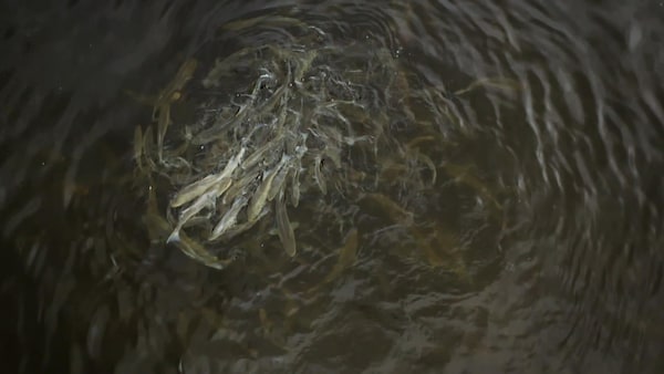 De nombreux poissons s'agitent à la surface d'une rivière.