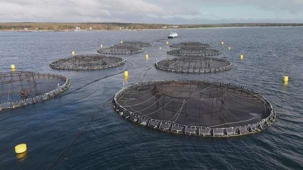 Des enclos de saumons dans une baie de la Nouvelle-Écosse.