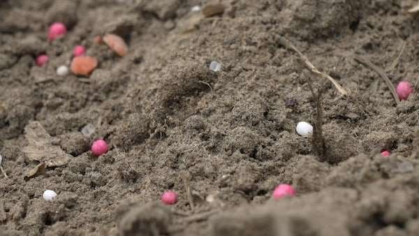 Des petites billes d'engrais colorées sur le terre dans un champ.