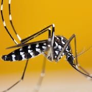 Un insecte à longues pattes noires porte des lignes blanches.